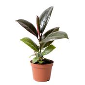 Ficus elastica 'Robusta' (Rubber Plant) in 6cm Pot image