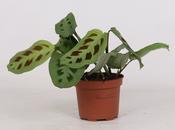 Maranta leuconeura 'Kerchoveana' 12cm Pot image