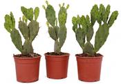 Opuntia vulgaris (Prickly Pear Cactus) in 17cm Pot image