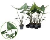 Alocasia zebrina in 17cm Pot, Height 60-70cm image