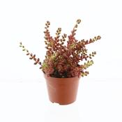 Sedum stahlii 5.5cm Pot image