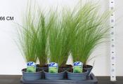 Stipa tenuissima 'Pony Tails' (Mexican Feather Grass) 2L Pot image