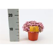 Callisia rosato 'Pink Lady' 10.5cm Pot image