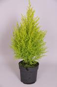 Cupressus macrocarpa 'Wilma' (Monterey Cypress) 11cm/12cm Pot image