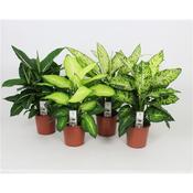 Dieffenbachia Mix in 17cm Pot image