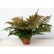 Dryopteris erythrosora (Autumn Fern / Japanese Shield Fern) 17cm Pot image