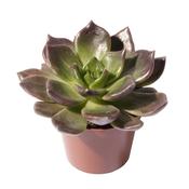 Echeveria 'Echoc' 6cm Pot image