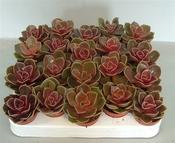 Echeveria 'Magic Red' 8.5cm Pot image
