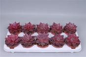 Echeveria 'Taurus' 10.5cm Pot image