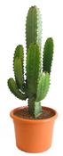 Euphorbia acrurensis 17cm Pot image