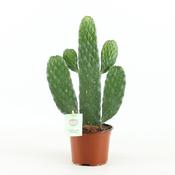 Opuntia rubescens (Road Kill Cactus) in 12cm Pot image