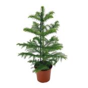 Araucaria heterophylla (Norfolk Island Pine) 14cm Pot, Height 50cm image