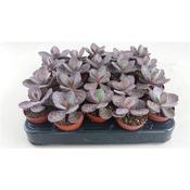 Kalanchoe humilis 'Zebra' 5.5cm Pot image