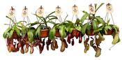 Nepenthes (Pitcher Plant / Monkey Cups) Mix in 14cm Hanging Pot image