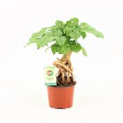 Radermachera sinica (China Doll Plant) 12cm Pot image
