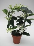 Stephanotis floribunda (Madagascar Jasmine) in 12cm Pot with Hoop image