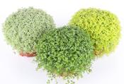 Helxine Soleirolia soleirolii Mix in 13cm Pot image