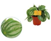 Peperomia argyreia (Watermelon Peperomia) 12cm Pot image