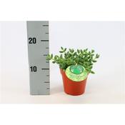 Delosperma echinatum (Pickle Plant) in 12cm Pot