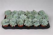 Echeveria secunda 8.5cm Pot image
