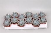Graptoveria 'Opalina' 8.5cm Pot image