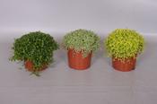 Helxine Soleirolia soleirolii Mix in 11cm Pot