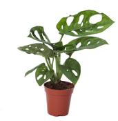 Monstera obliqua 'Monkey Leaf' (Non-Variegated) in 5.5cm Pot