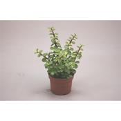 Portulacaria afra (Elephant Bush) in 10.5cm/12cm Pot image