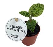 Macodes petola (Jewel Orchid) Mix 6cm Pot image