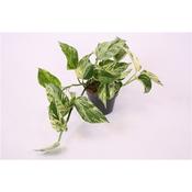 Epipremnum pinnatum (Scindapsus) 'Marble Queen' in 12cm Pot image