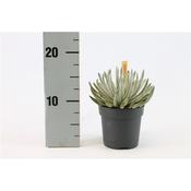 Senecio scaposus 10.5cm Pot image