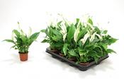 Spathiphyllum (Peace Lily) in 7cm Pot image