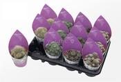 Sulcorebutia Mix 8.5cm Pot image