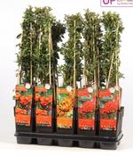 Pyracantha Mix 2L Pot
