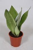 Sansevieria trifasciata 'Moonshine' 12cm Pot image