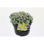Sedum spathulifolium ‘Cape Blanco’ 12cm/13cm Pot image