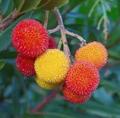 Arbutus unedo (Strawberry Tree) in 3L Pot image