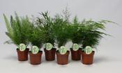 Asparagus Fern Mix in 12cm Pot image