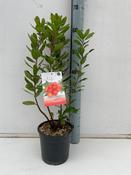Arbutus unedo (Strawberry Tree) in 19cm Pot image