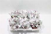 Cotyledon Spp. Pink Leaf 8.5cm Pot image