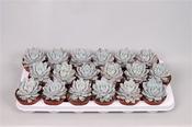 Echeveria 'Blue Bird' 8.5cm Pot image