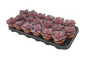 Echeveria 'Red Sky' 8.5cm Pot image