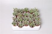 Fenestraria aurantiaca 5cm Pot image