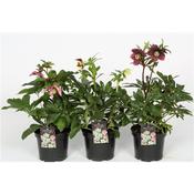 Helleborus orientalis Mix in 15cm Pot image