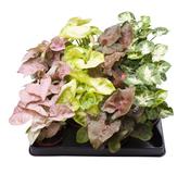 Syngonium Mix in 6cm Pot