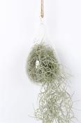 Tillandsia usneoides (Spanish Moss Air Plant) in Hanging Glass Pot image