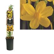Jasminum nudiflorum (Winter Jasmine) Yellow 2.25 Litre Pot image
