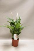 Spathiphyllum (Peace Lily) 14cm Pot, Height 50-60cm image