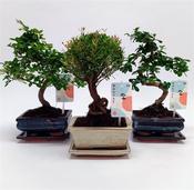 Bonsai Mix in 15cm/16cm Pot image