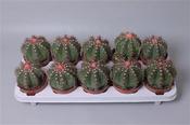 Melocactus matanzanus 10.5cm Pot